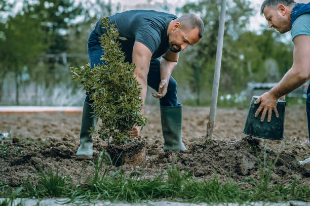 The Steps Involved in Our Tree Care Process in Tecumseh, MI